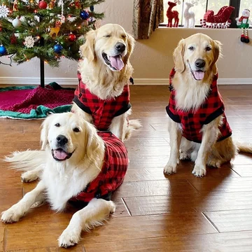 Marley, Shiloh, & Oso 