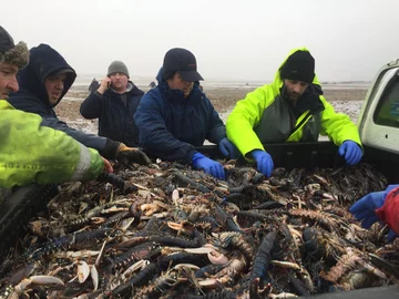 Zwierzęta wyrzucone na brzeg 