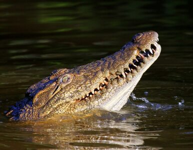 Miniatura: Krokodyl zabił uczestnika przyjęcia...