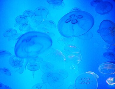 Miniatura: Inwazja meduz w Morzu Śródziemnym