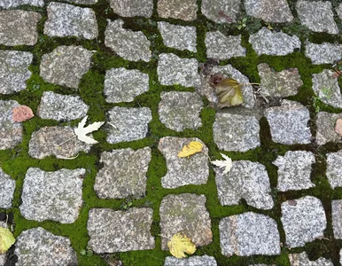 Miniatura: Kupuję w spożywczym za grosze. Mech i...
