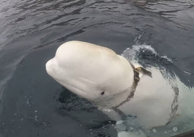 „Szpiegowski wieloryb” w Szwecji. Mógł pracować dla Rosji
