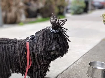 Napoleon, przedstawiciel rasy puli 