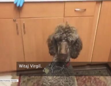 Miniatura: Pies Virgil gwiazdą Internetu