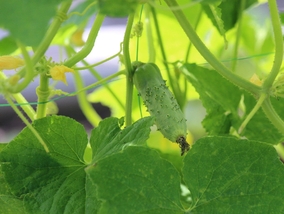 Twoje ogórki żółkną? Uratuje je tylko pewien organiczny oprysk