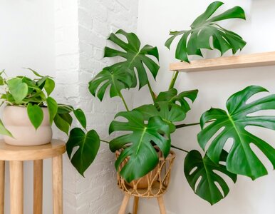 Miniatura: Wystarczy słoik, sitko, woda i pół...