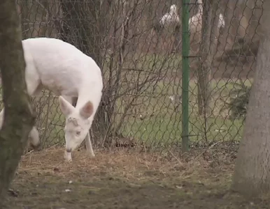 Miniatura: "Zmutowany królik" w Przemyślu? Tak...