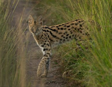 Miniatura: Drapieżny kot spaceruje po lesie w Polsce....