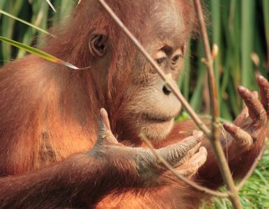 Miniatura: Orangutan miał operację zaćmy, żeby... móc...