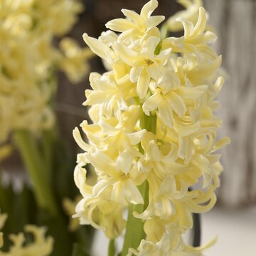 Hiacynty, hyacinthus orientalis