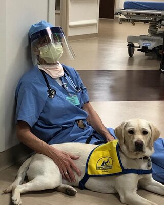 Miniatura: Pies wspomaga lekarkę pracującą w szpitalu