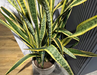 Miniatura: Wysuszyć, zmielić i dodać do ziemi....