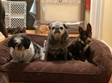 Psy, którymi opiekuje się Chris i Mariesa 