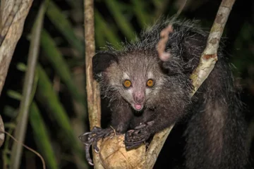 8. Palczak madagaskarski Gatunek małpiatki, występujący tylko na wschodnim i północno-zachodnim wybrzeżu Madagaskaru. Ma różowy nos i żółto-pomarańczowe oczy. Waży od 2 do 3 kilogramów. Żywi się owocami, owadami, kokosami czy bambusem.