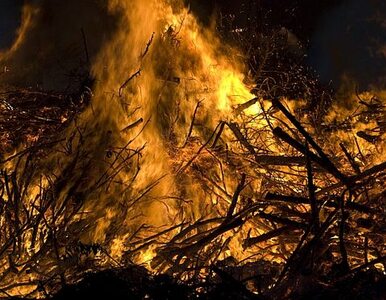 Miniatura: Spłonęło 50 ha lasu, pól i traw