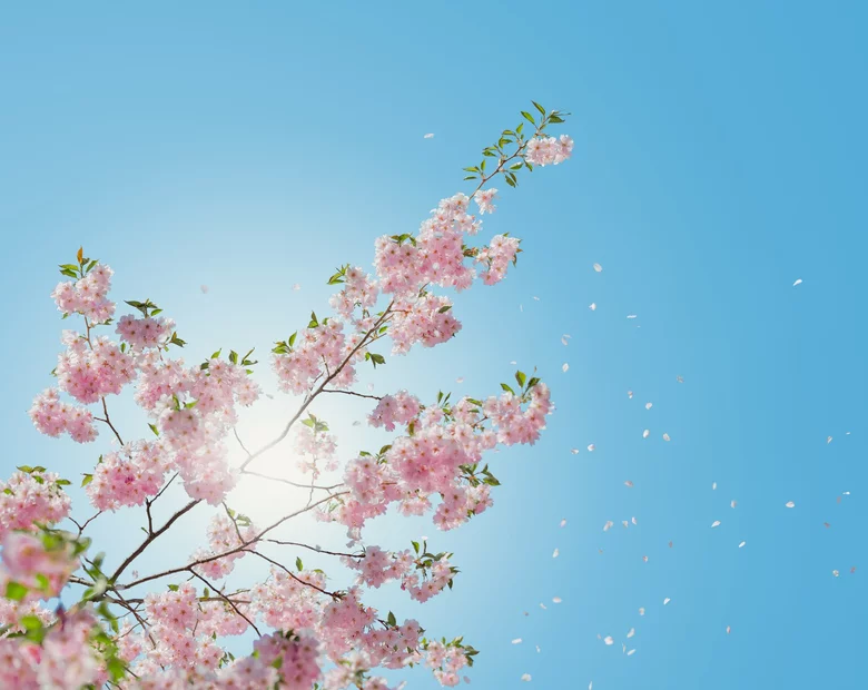 Miniatura: Wasze ulubione przysłowia pogodowe...