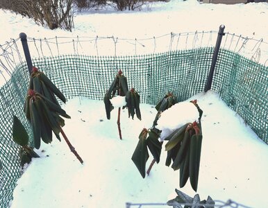 Miniatura: Zrób to rododendronowi jeszcze w styczniu....