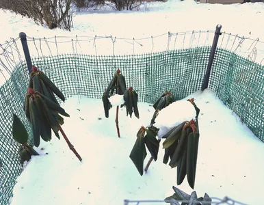 Miniatura: Zrób to rododendronowi jeszcze w styczniu....