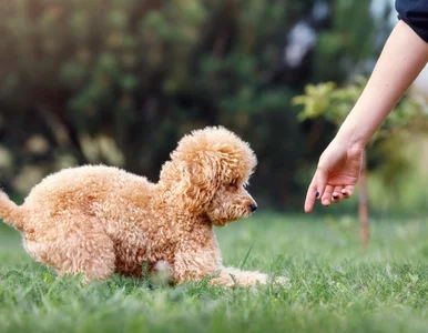 Miniatura: Chcesz, aby twój pies wykonywał polecenia?...