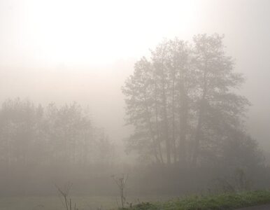Miniatura: Mgły spowijają Polskę, szadź osiada na...