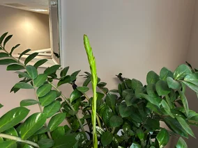 Miniatura: Kup w&nbsp;aptece, rozpuść w&nbsp;wodzie...