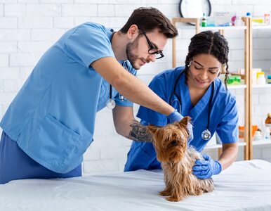 Miniatura: Все про вакцинацію кішок і собак від сказу