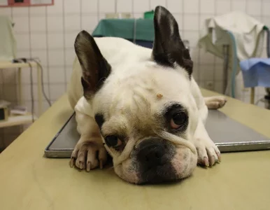 Miniatura: Tak działają polskie fabryki zwierząt. Psy...