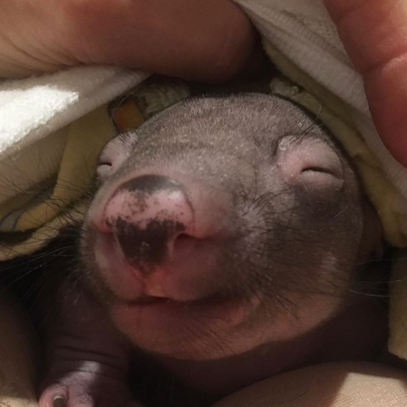 Malutki wombat 