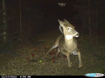 Nocne wyścigi w lesie 