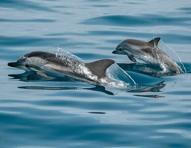 Miniatura: Delfiny podpłynęły do pływających...