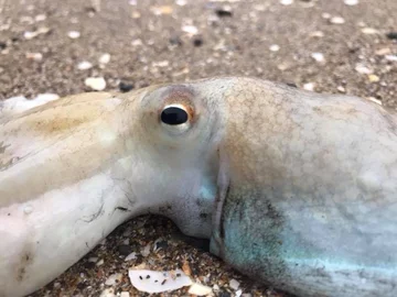 Inwazja ośmiornic na walijskiej plaży 