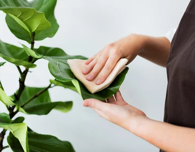 Miniatura: Kurz, mleko i majonez – prawda o...