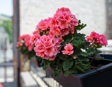 Miniatura: Jedna kropla do wody i pelargonie...
