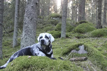 Labrador Blaze 