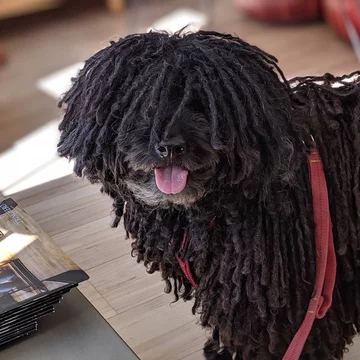 Napoleon, przedstawiciel rasy puli 