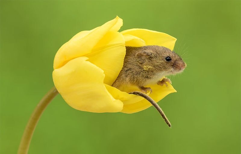 Badylarka pospolita figlująca w tulipanie 