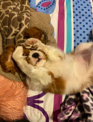 Miniatura: Te psy to prawdziwi spryciarze. Potrafisz...