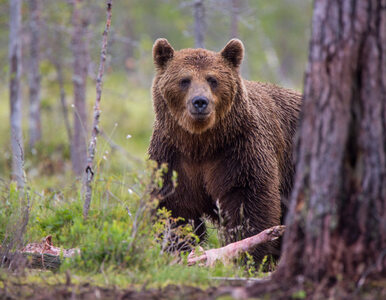Miniatura: Kurczy się populacja niedźwiedzi w...
