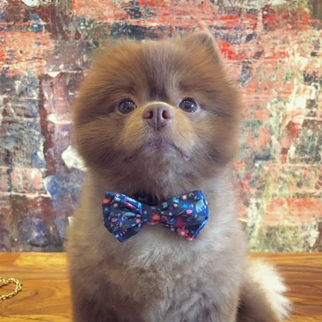 Pomeranian Bertie 