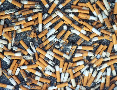 Miniatura: Niedopałki papierosów leżą wszędzie....