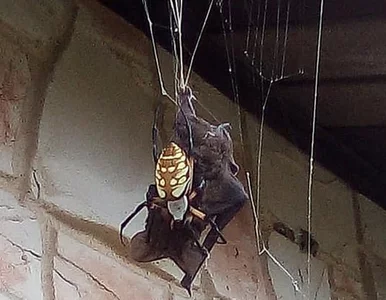 Miniatura: Scena jak z horroru. Dasz radę obejrzeć...