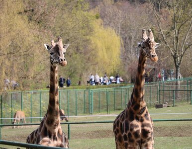 Miniatura: Największe zoo w Polsce znajduje się nad...