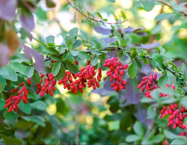 Miniatura: Berberysy – jeden drugiemu nierówny....