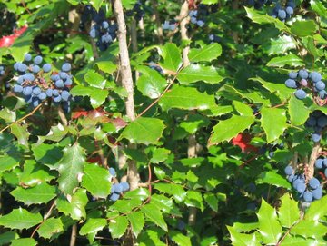 Mahonia zamiast tui? Ten gęsty, zimozielony krzew tworzy szczelny żywopłot, kwitnie wiosną i&nbsp;przyciąga zapylacze &ndash; a&nbsp;przy tym wymaga znacznie mniej pracy niż&nbsp;klasyczne nasadzenia