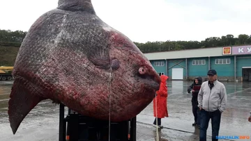 Gigantyczny samogłów złowiony koło wyspy Iturup 