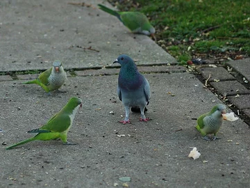 fot. brooklynparrots.com