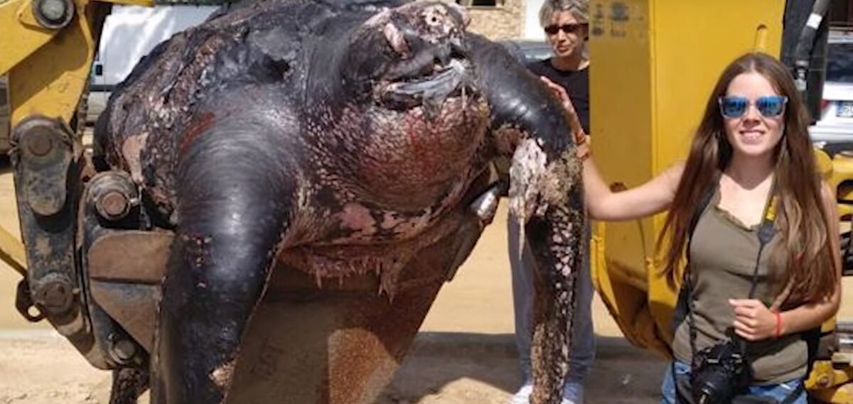 Żółw wyrzucony na brzeg w Calella w Hiszpanii 