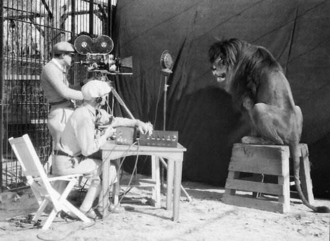 Nagranie lwa pojawiającego się w czołówce filmów koncernu producenckiego - MGM, 1929 r.