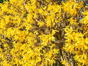 Miniatura: Rozpuść to w wodzie i podlej forsycję....