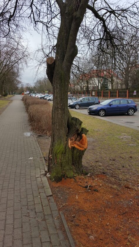 Drzewo w Parku Szczęsliwickim, stan na 3 marca 